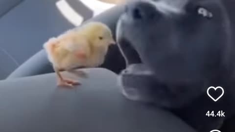 Cute chick eaten by an bulldog 😫😫