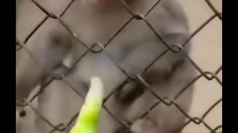 Funniest_Animals_ MONKEYS &, more_Videos_Will_Make_You_Laugh_#32_-_Funny_Animal_Videos2023