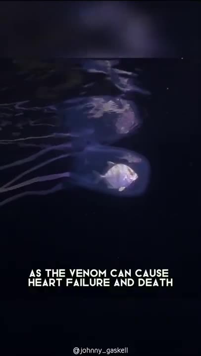 Box Jellyfish 🌊 One Of The Most Dangerous Creatures In The World #shorts #jellyfish #oceancreature