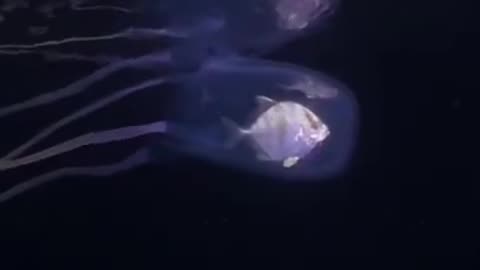 Box Jellyfish 🌊 One Of The Most Dangerous Creatures In The World #shorts #jellyfish #oceancreature