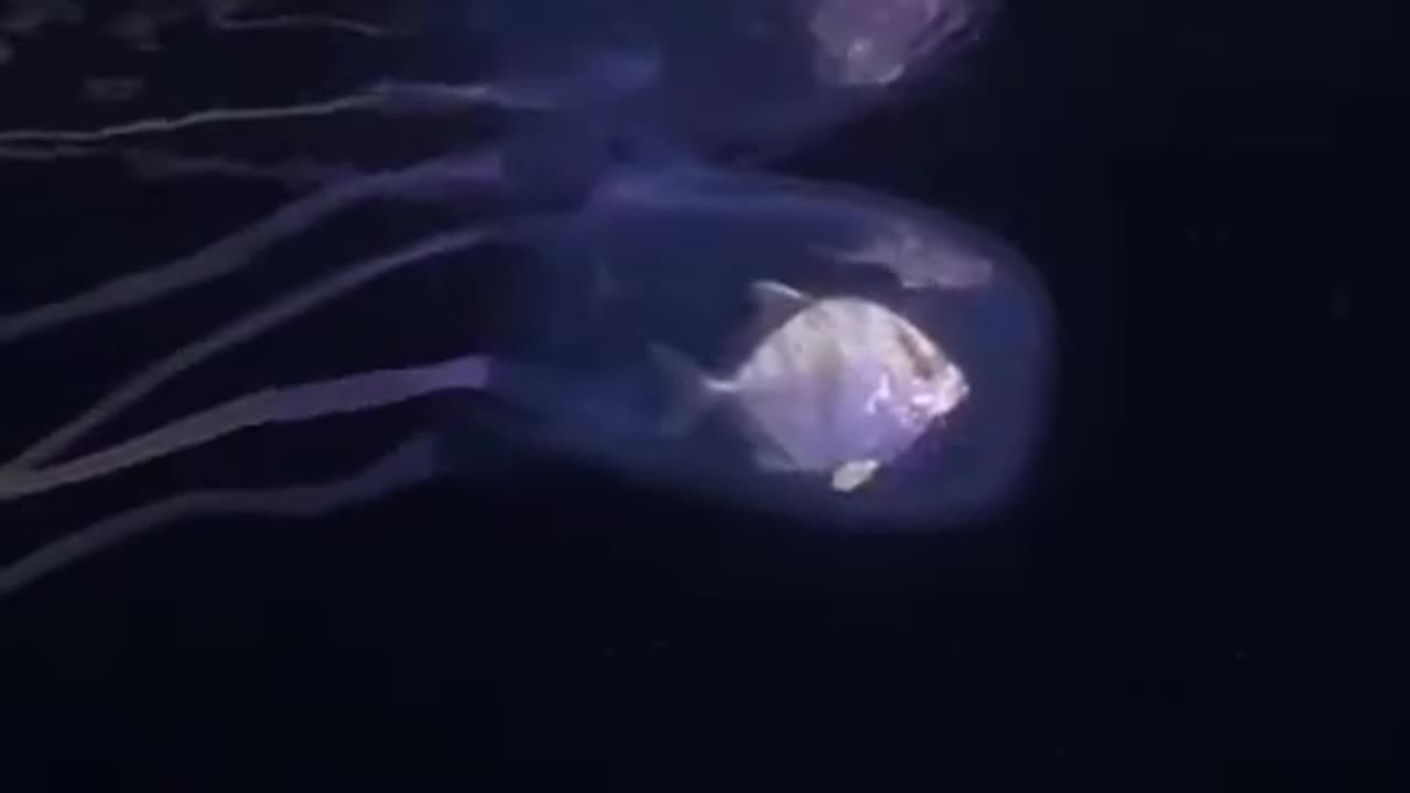Box Jellyfish 🌊 One Of The Most Dangerous Creatures In The World #shorts #jellyfish #oceancreature