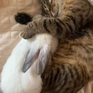 The rabbit and the cat slept kindly