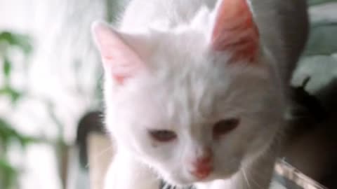 A Cat Walking Over The Piano Keyboard