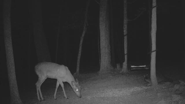 The Woods - 04/17/2021