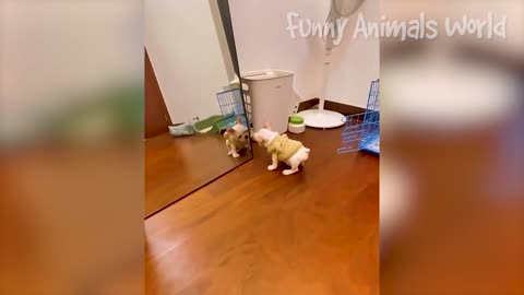 Animal Funny Videos