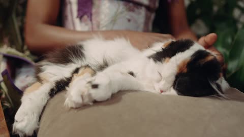 My cat (burak) relaxing