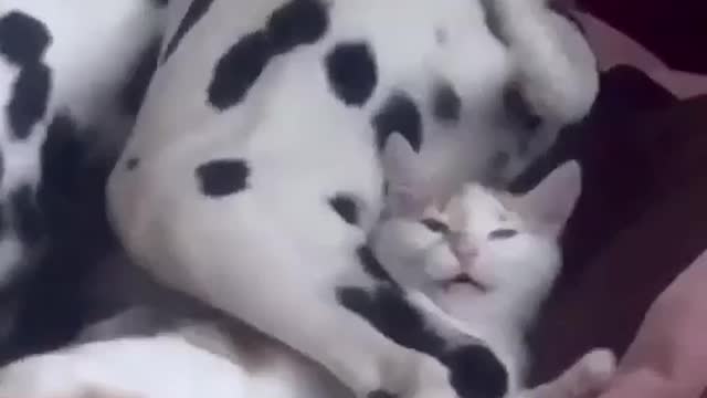 At first, I thought it was the cat arm moving