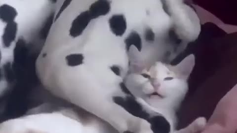 At first, I thought it was the cat arm moving