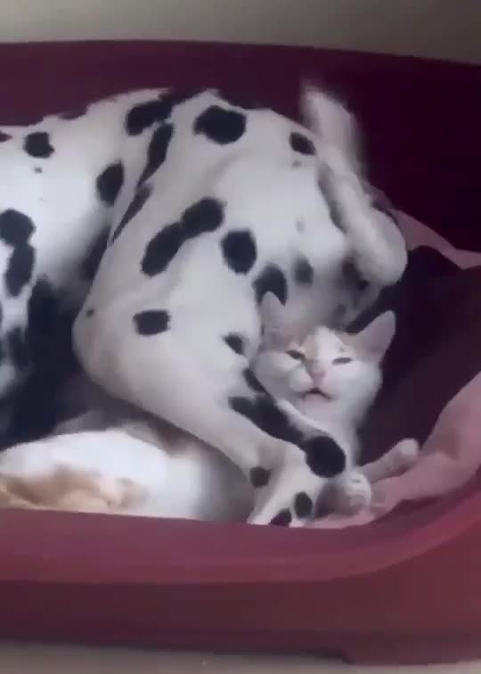 At first, I thought it was the cat arm moving