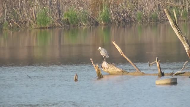 209 Toussaint Wildlife - Oak Harbor Ohio - Sharing The Same Space