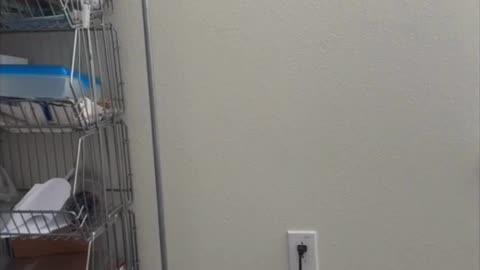 Cute Precious Piper Loves Her New Office Decor - Adopting a Cat from a Shelter Vlog #shorts