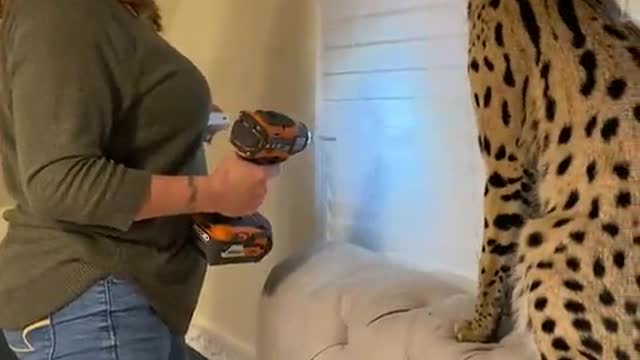 Cat vs Drill! Very funny video!