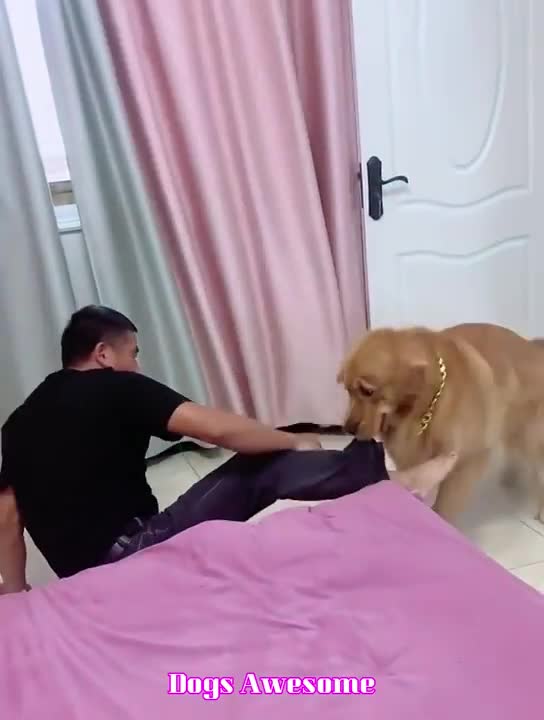 Baby Dogs - Cute and Funny Dog Videos Compilation #37 | Aww Animals