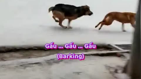 Seriously Dogs Fighting With Each Others Because Of Female Dog | Viral Dog