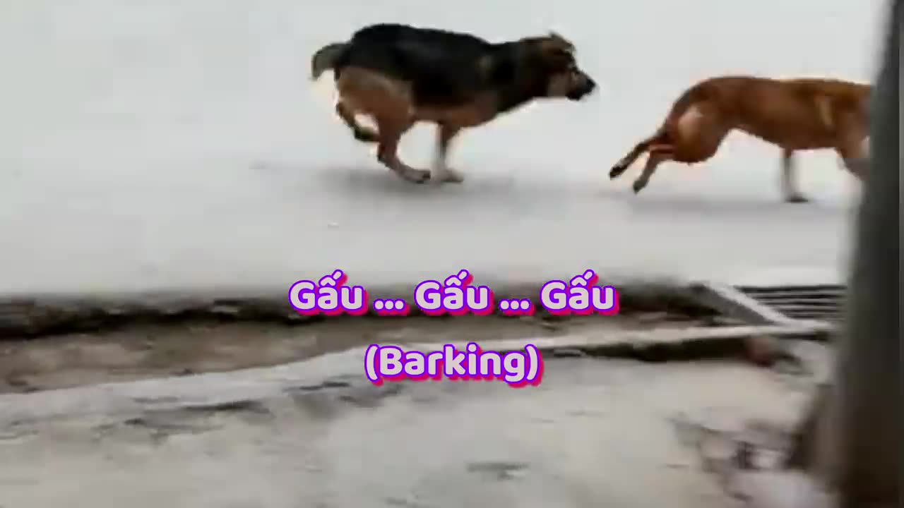 Seriously Dogs Fighting With Each Others Because Of Female Dog | Viral Dog