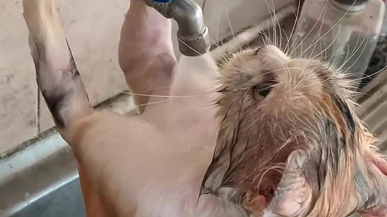 CAT LIKES TO BATHE