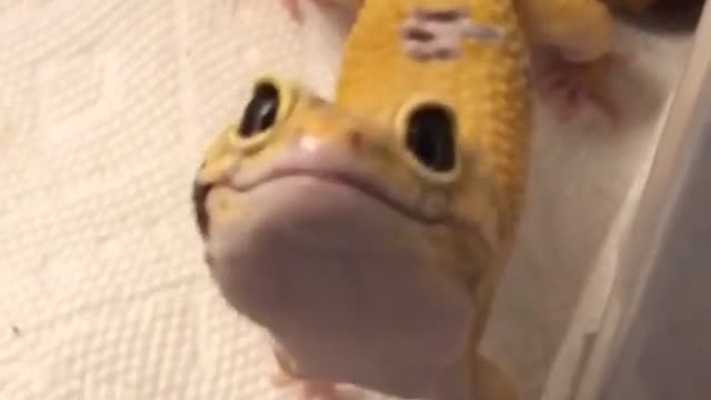 Funny lizard reaction to my music