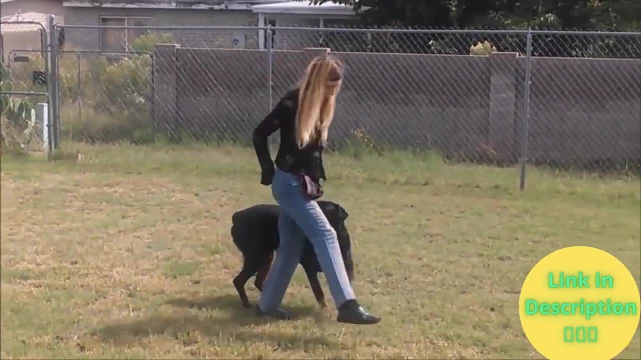 Dog training videos