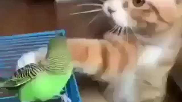 Aww baby 😍😍😍 you're best friends, cat videos 2021