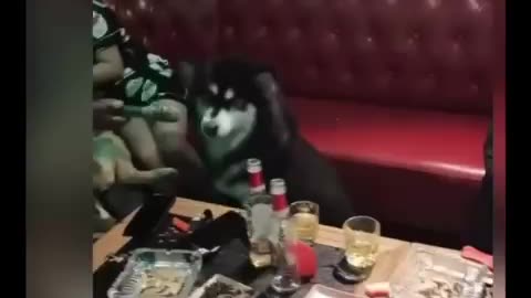 funny cat and dog videos????