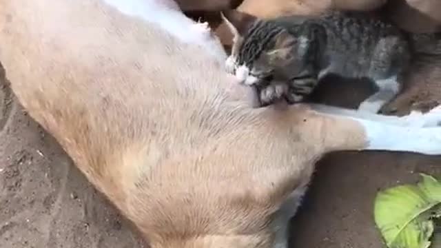 Cat and dog encroyable