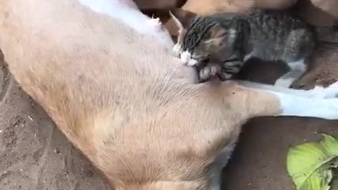 Cat and dog encroyable