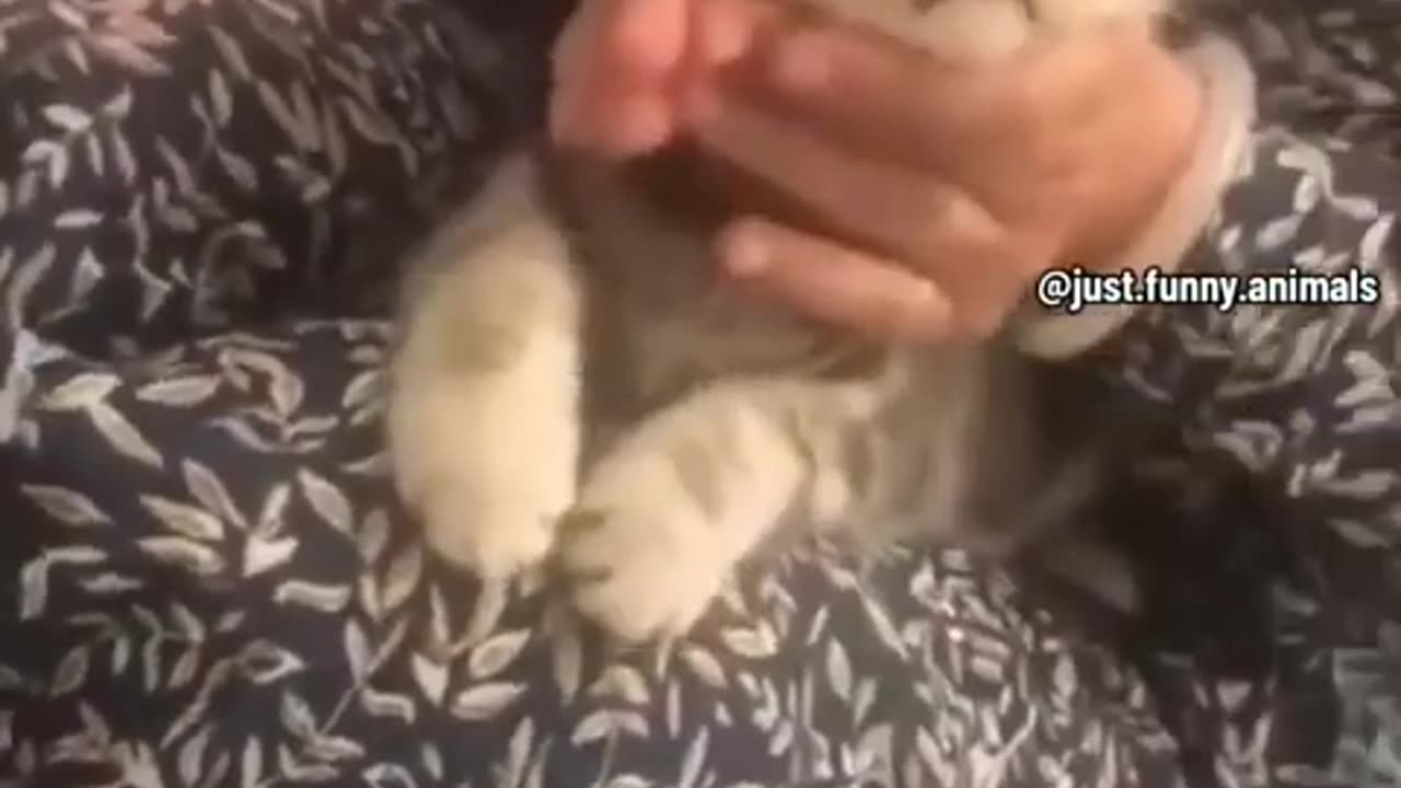funny animals