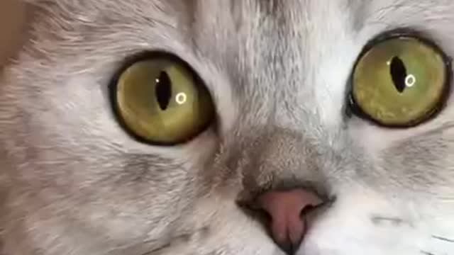 Cute puppy cat is crazy cat 🤣🙀😍🐈