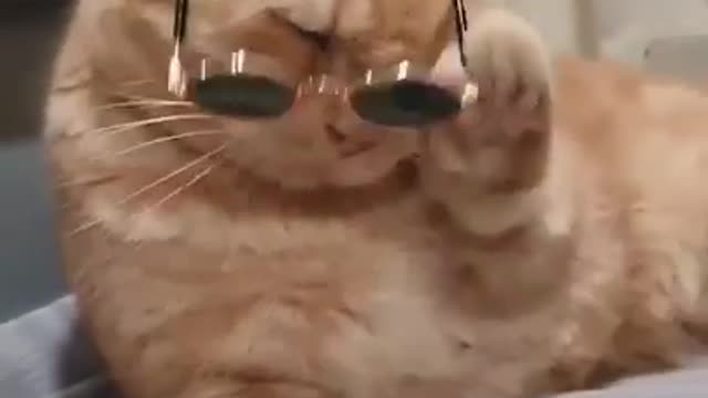 Cat in glasses