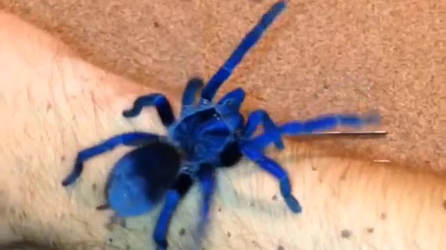 Sazimas Tarantula