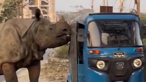 Wildlife