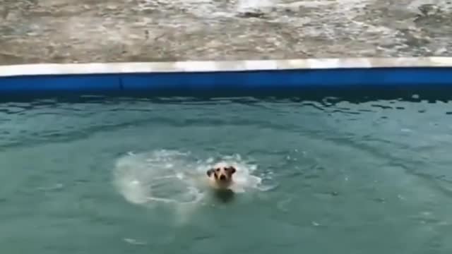 Great Dane puppy enjoys her first swim in the pool🧐😜🤣