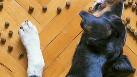My dog don't to eat dog good