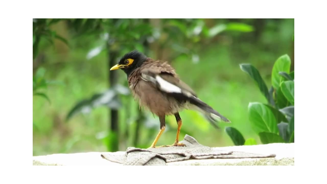 common myna enjoy the rain