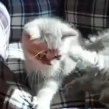 cute cats plying 🥰🥰