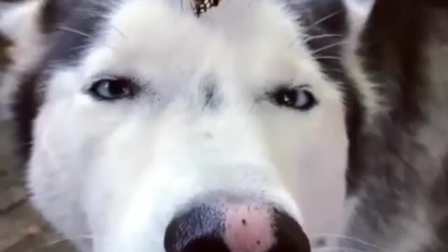 My dog ​​has a new best friend, a very cute butterfly