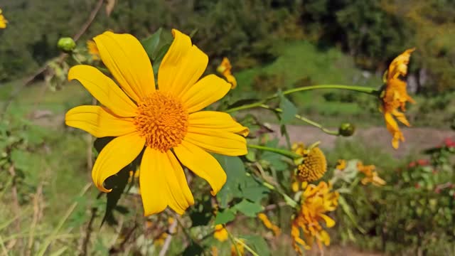 Beautiful Nature Yellow Flower