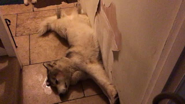 Malamute puppy sleeps in very awkward position