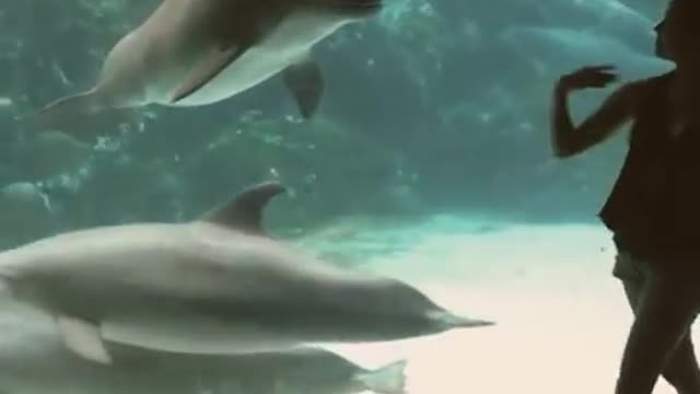 A Girl makes a Dolphin Laugh