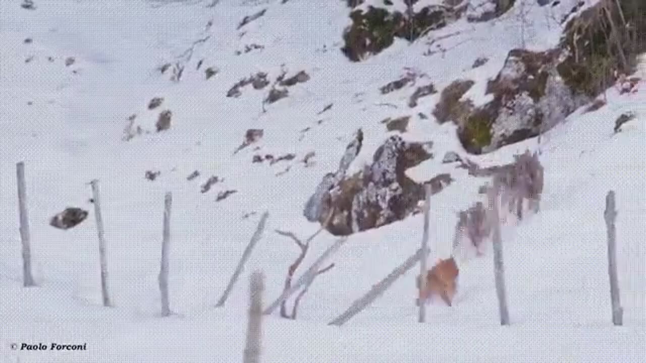 Dog trying to escape from Wolves