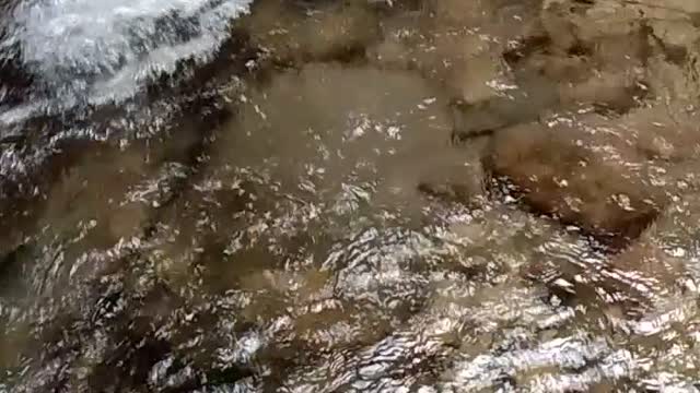 Perrenial Spring