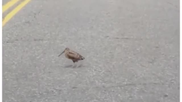 Dancing bird working