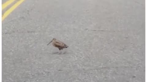 Dancing bird working