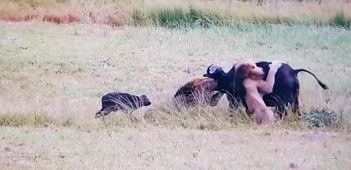 Lion Attect for buffalo#shorts