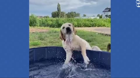 Funny dog vedios. Must watch