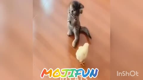 Funny cats