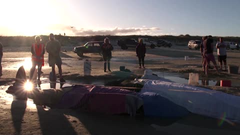 Dozens of stranded pilot whales rescued in New Zealand