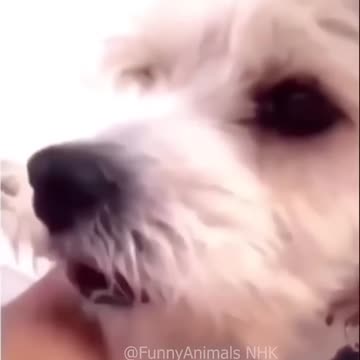 Funny cat and dogs 😂😂