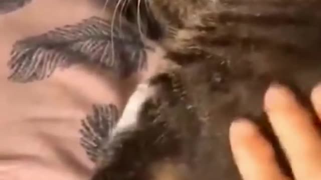 Funniest Animals - Best Of The 2021 Funny Animal Videos cute cat, funny animal , funny cats