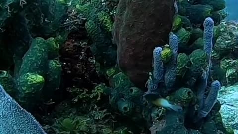this fairy world